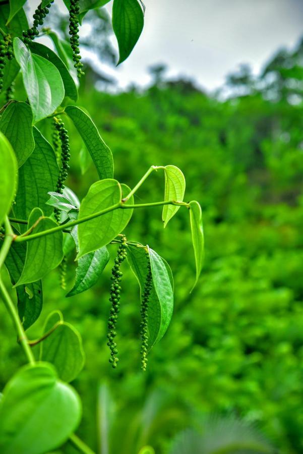 דניאיאה Rainforest Nature House מראה חיצוני תמונה